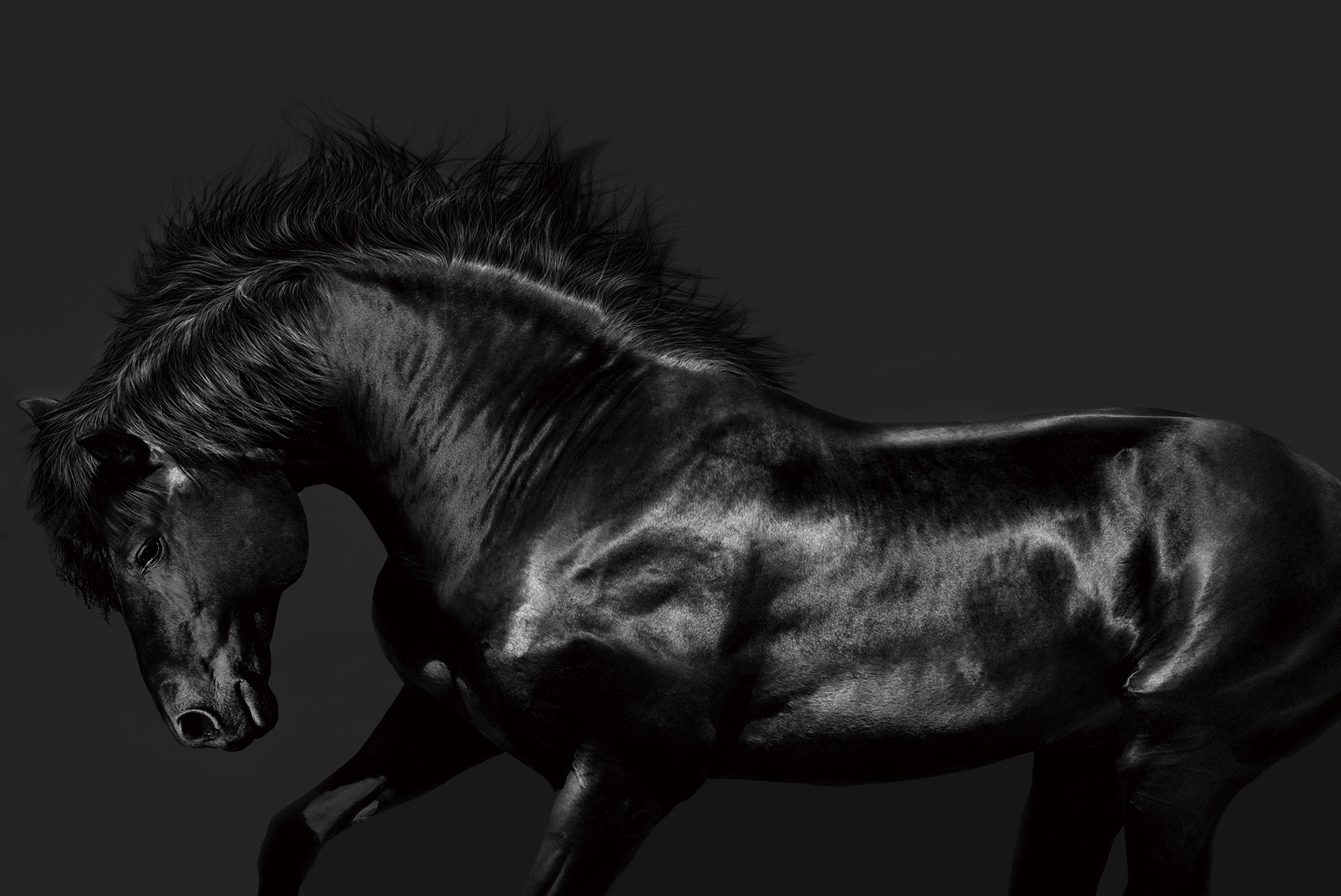 Galloping black horse on dark background