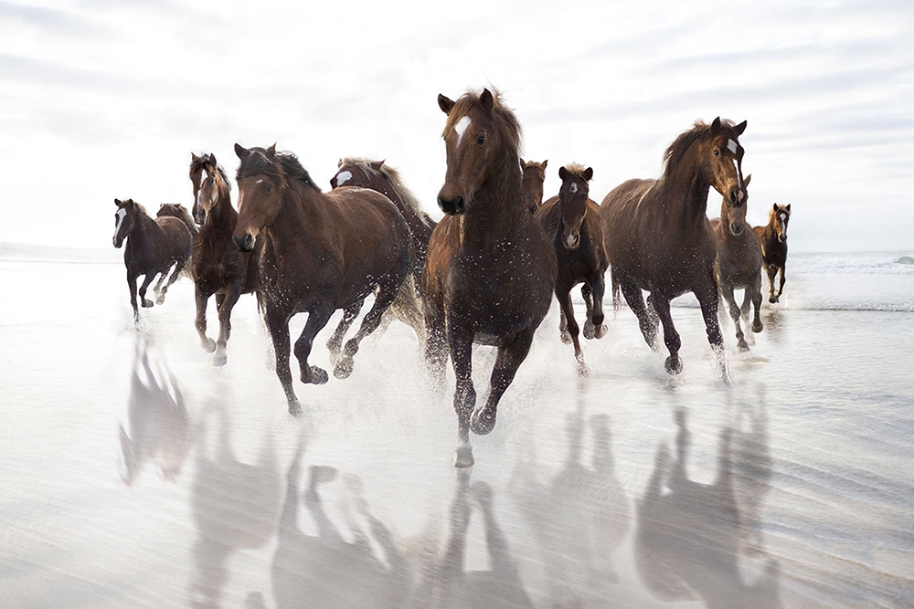 Brown Horses running on a beach