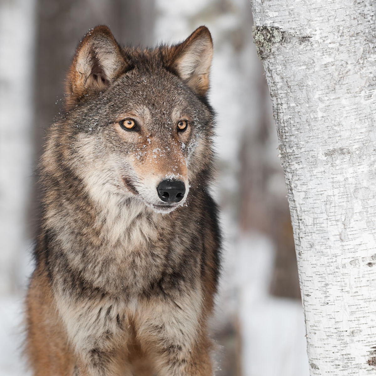 Grey Wolf (Canis lupus) By Birch Tree – captive animal